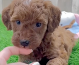 Mini Irish Doodle Puppies For Sale Fairfield Furbabies